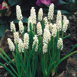 Muscari Botryoides Album 5/6cm