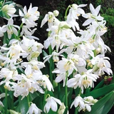 Scilla siberica 'Alba'