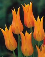 Tulip Ballerina (Saver Sized Bulbs)