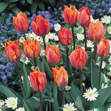 Tulip Princess Irene 10/11cm