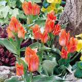 Tulip 'Toronto'