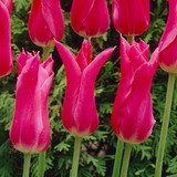 Tulip Mariette 10/11cm