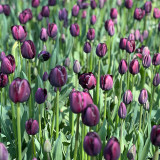 Tulip Queen of Night (Saver Sized Bulbs)