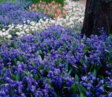Scilla siberica