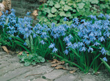 Scilla siberica