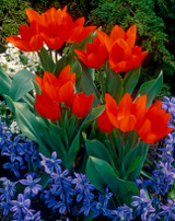 Tulip Praestans Unicum