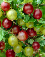 Gooseberry 'Hinnonmaki Red'