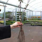 Gooseberry 'Hinnonmaki Red'