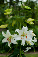 Lilium Casa Blanca
