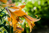 Lilium African Queen 18-20cm