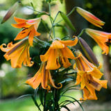 Lilium African Queen 18-20cm