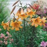 Lilium African Queen 18-20cm