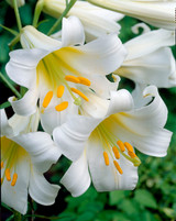 Lilium Regale 18-20cm