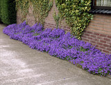 Campanula portenschlagiana 7cm