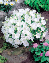 Campanula carpatica f.alba