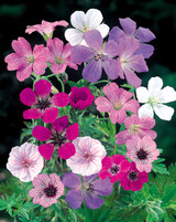 Geranium Hardy Mix