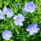 Linum perenne