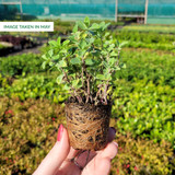 Nepeta faassenii