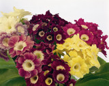 Primula auricula Mixed 5cm