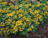 Sedum kamtschaticum