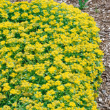 Sedum kamtschaticum