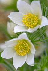 Pulsatilla vulgaris Alba