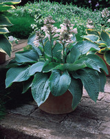 Hosta sieboldiana elegans