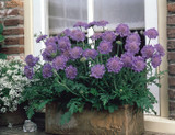Scabiosa c. Dwarf Blue 7CM