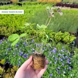 Aquilegia vulgaris 'Rose Barlow'