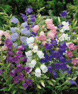 Campanula medium Mixed (Canterbury Bells)