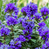 Campanula glomerata 'Superba'