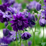 Aquilegia vulgaris 'Blue Barlow'