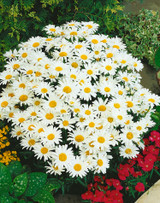 Marguerite Silver Princess