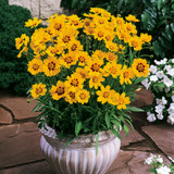 Coreopsis Sunburst