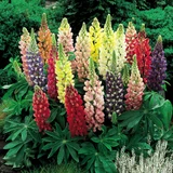 Lupin Dwarf Mixed