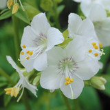 Polemonium White Pearl