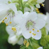 Polemonium White Pearl