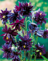 Aquilegia vulg. Black Barlow