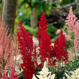 Astilbe Red