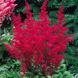 Astilbe Red