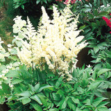 Astilbe white