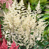 Astilbe White