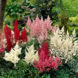 Astilbe White