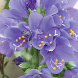 Polemonium Purple Rain