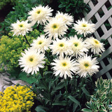 Leucanthemum superbum Wirral Supreme