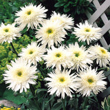 Leucanthemum superbum Wirral Supreme