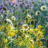 Scabiosa ochroleuca