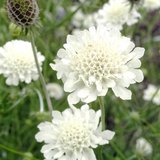 Scabiosa ochroleuca