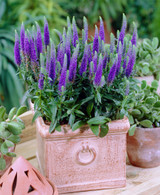 Veronica spicata Blue Charm