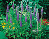 Veronica spicata Blue Charm